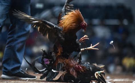 sabong videos|Sabong Idols Clash in World Slasher Cup 2022 Finals.